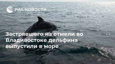 Застрявшего на отмели во Владивостоке дельфина выпустили в море