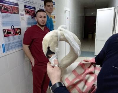 В Ульяновской области подстрелили краснокнижную птицу