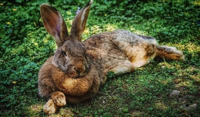В Британии похищен кролик-гигант