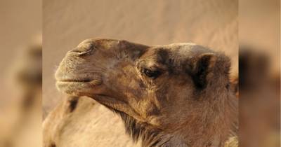 «Кораблям пустелі» полегшили життя: у Китаї встановили перший світлофор для верблюдів