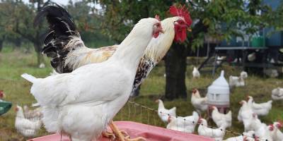 Введение фиксированных цен на мясо птицы и яйца не рассматривается