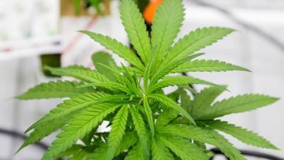 Нью-Мексико легализовал марихуану для рекреационных целей