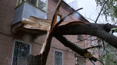 В Воронеже сильный ветер повалил 6 деревьев