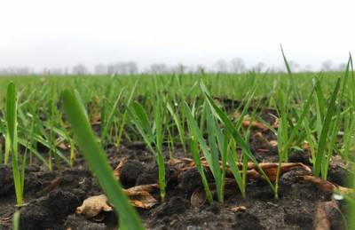 Погодные условия для развития озимых зерновых благоприятные