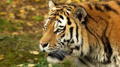 Обезглавленное тело редчайшего амурского тигра нашли в Хабаровске