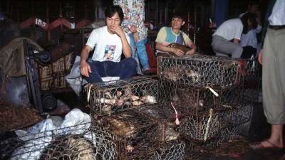 ВОЗ призывает не торговать дикими животными на продовольственных рынках: могут быть источником 70% новых инфекций у людей