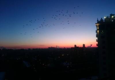 В Петербург возвращаются перелетные птицы (фото)