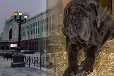 В Новосибирске ищут хозяина для пса породы мастиф, брошенного хозяйкой на вокзале