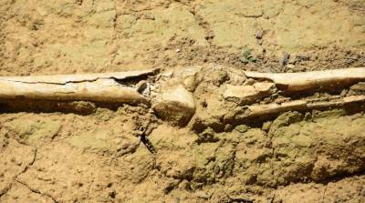 В Кении обнаружили кости первых людей