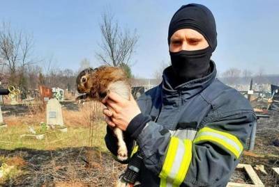 Во время пожара на харьковском кладбище спасли зайчонка
