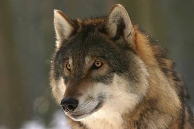 Весенний подсчет популяции волков впервые начали в Кавказском заповеднике