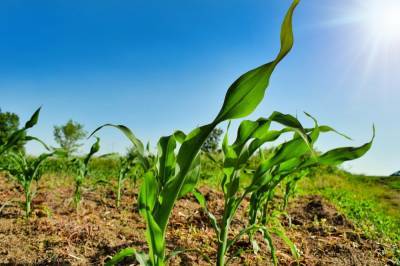 Агро - Украина теряет первенство в экспорте кукурузы – Китай предпочитает США - 24tv.ua