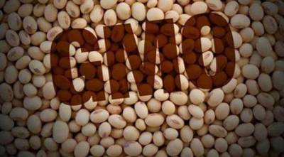 Украинцев хотят травить ГМО! В страну ввезут 50 тысяч тонн генно-модифицированной сои