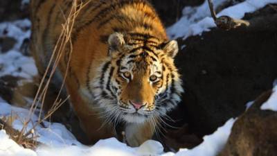 Следователи Хабаровского края ищут обезглавивших амурского тигра браконьеров