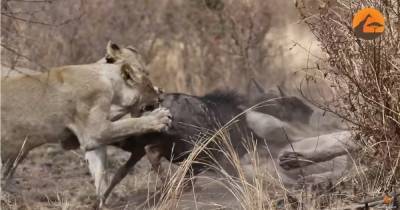 Антилопы гну убежали от леопарда и стали добычей львов на глазах у туристов (видео)