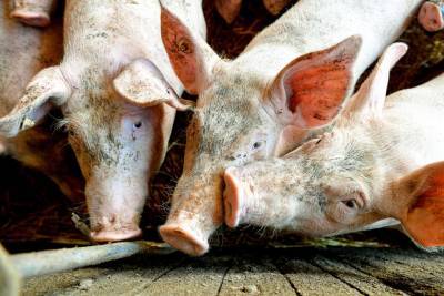На Буковине произошла вспышка чумы свиней