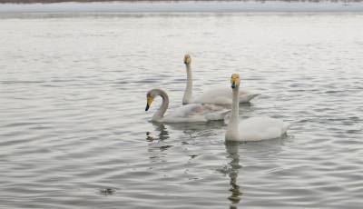 Лебеди на алтайской реке Бия
