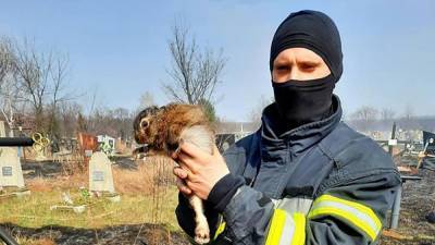 Забилось под могильной плитой: в Харькове ГСЧС спасли от пожара зайчонка – фото