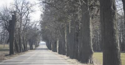 На 11 трассах Калининградской области в этом году вырубят придорожные деревья