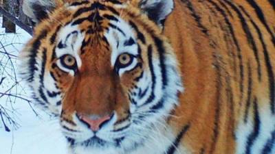 Полиция Хабаровского края возбудила дело после гибели амурского тигра