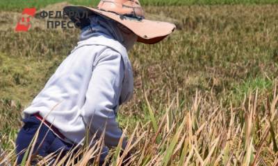 В России прогнозируют рост цен на рис в 2021 году