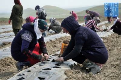 На юге Дагестана появятся круглогодичные парники для выращивания клубники
