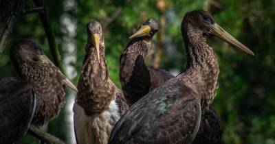 Ученые три года следили за редкими черными аистами - из 19 птиц выжила только одна