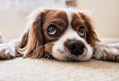 Госдума приняла закон о запрете изымать домашних животных за долги