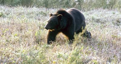 Вышел из спячки: в окрестностях Бебрене очевидцы сняли на видео медвежонка