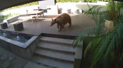 Две бравые собаки заставили медведя спасаться бегством (Видео)