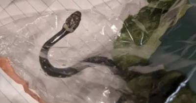 Мальчик нашел живую змею в салате из супермаркета