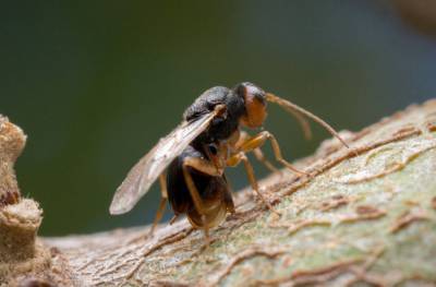 В Сочи в мае привезут итальянских насекомых для борьбы с уничтожителем каштанов
