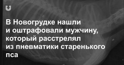 В Новогрудке нашли и оштрафовали мужчину, который расстрелял из пневматики старенького пса