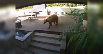 Розмір не має значення: маленькі собачки вигнали з дому величезного ведмедя