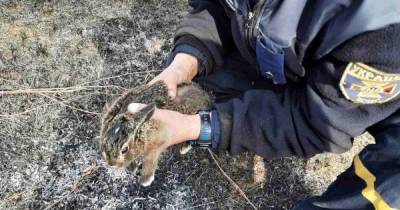 Едва не сгорел заживо: в Харькове спасли зайчонка, который попал в огненную ловушку