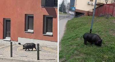 Гуляющая по улицам Винницы вьетнамская свинья Юрчик стала звездой соцсетей