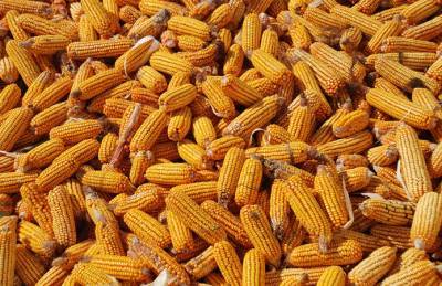 На экспорт ушло почти 17,5 млн т украинской кукурузы