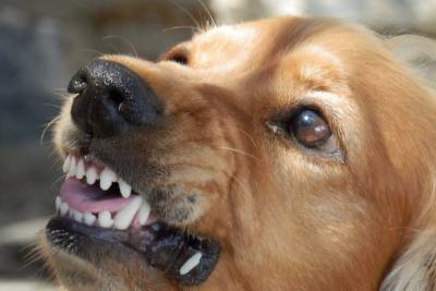 Специалисты рассказали, как защититься от нападения бродячих собак
