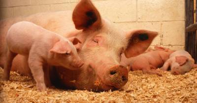 На Буковине массовая вспышка африканской чумы: из-за заболевания забьют 21 тысячу свиней