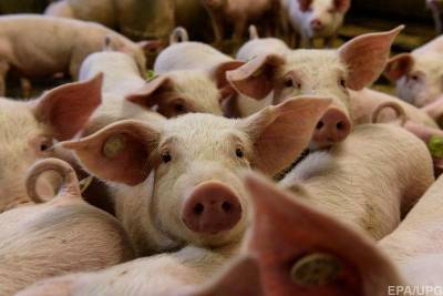 На Буковине зафиксировали вспышку африканской чумы: за ночь умерло 440 голов свиней, еще 21 тысячу забьют
