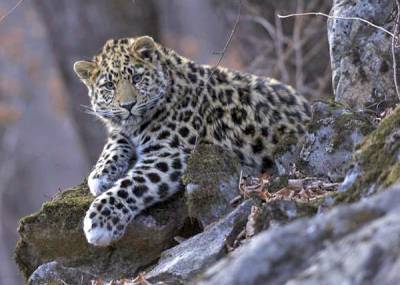 Заповедник "Земля леопарда" перенаселен, кошкам подыскали новый участок – Сергей Иванов