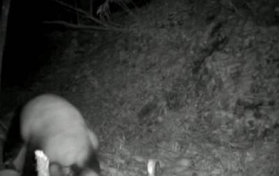 Драка двух панд попала на камеры наблюдения