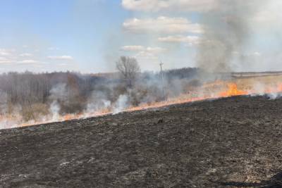 В Смоленской области зарегистрировали 492 факта выжигания сухой травы