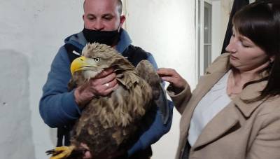 В Заветинском районе Ростовской области ветеринары спасли краснокнижного орлана