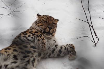 Число дальневосточных леопардов выросло в три раза за девять лет