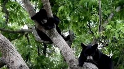 Спасенные канадскими зоозащитниками медвежата подружились и вместе ушли в лес.