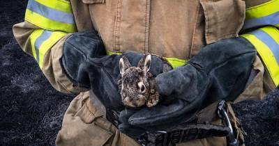 Одному удалось выжить: тернопольские спасатели во время пожара спасли зайчонка (фото)