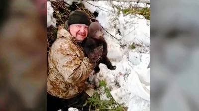 Вести. Костромские лесозаготовители спасли трех брошенных в берлоге медвежат