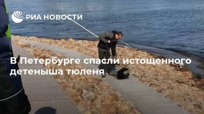В Петербурге спасли истощенного детеныша тюленя