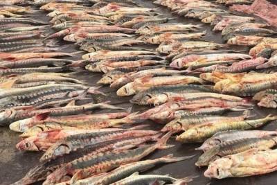 В Дагестане у браконьеров нашли 130 кг осетра
